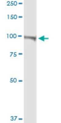 Western Blot: PMCA4 Antibody [H00000493-D01P]