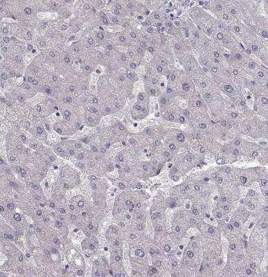 Immunohistochemistry-Paraffin: PMCH Antibody [NBP2-57697]