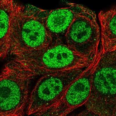 Immunocytochemistry/ Immunofluorescence: PMF1 Antibody [NBP2-57864]