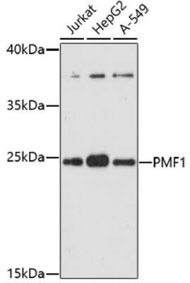 Western Blot: PMF1 AntibodyAzide and BSA Free [NBP2-93074]