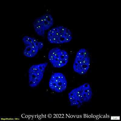 Immunocytochemistry/ Immunofluorescence: PML Protein Antibody - BSA Free [NB100-59787]