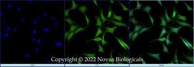 Immunocytochemistry/ Immunofluorescence: PML Protein Antibody - BSA Free [NB100-59787]