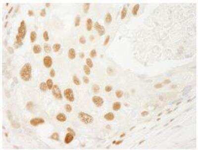 Immunohistochemistry-Paraffin: PML Protein Antibody - BSA Free [NB100-59787]