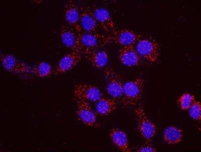 Proximity Ligation Assay: PML Protein AntibodyBSA Free [NB100-59787]