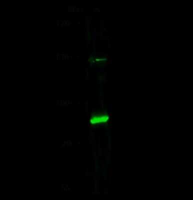 Western Blot: PML Protein Antibody [NBP2-98823]