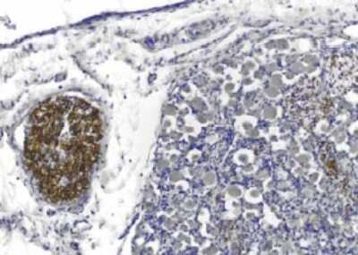 Immunohistochemistry: PMP22 Antibody (Hu1) - Azide and BSA Free [NBP2-80913]