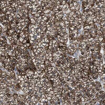 Immunohistochemistry-Paraffin: PMPCA Antibody [NBP1-89126]