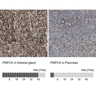 Immunohistochemistry-Paraffin: PMPCA Antibody [NBP1-89126]