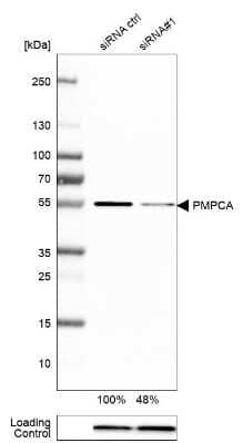 Western Blot: PMPCA Antibody [NBP1-89126]