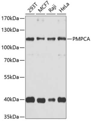 Western Blot: PMPCA AntibodyBSA Free [NBP2-94327]