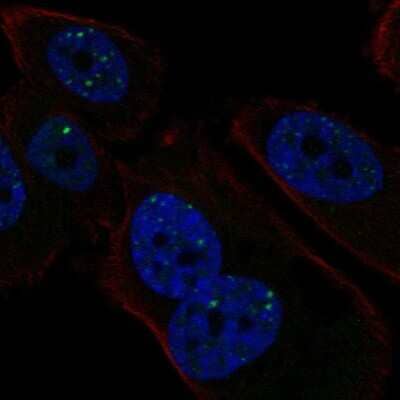 Immunocytochemistry/ Immunofluorescence: PMS1 Antibody [NBP2-58368]