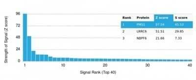 Protein Array: PMS1 Antibody (PCRP-PMS1-2E11) - Azide and BSA Free [NBP3-14142]