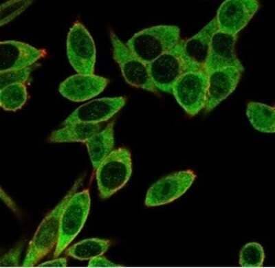 Immunocytochemistry/ Immunofluorescence: PMS1 Antibody (PCRP-PMS1-2E11) [NBP3-13739]