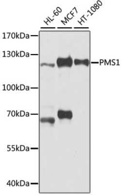 Western Blot: PMS1 AntibodyBSA Free [NBP2-93324]