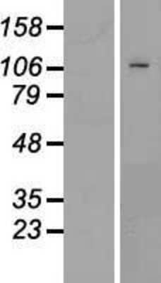 Western Blot: PMS1 Overexpression Lysate [NBP2-09011]