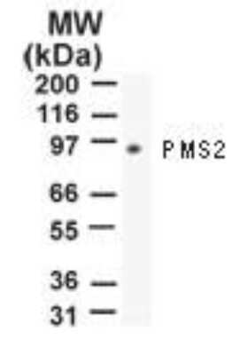 Western Blot: PMS2 Antibody (163C1251)Azide and BSA Free [NBP2-80914]