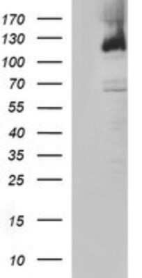 Western Blot: PMS2 Antibody (OTI2G5)Azide and BSA Free [NBP2-73481]