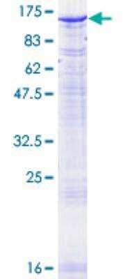 SDS-PAGE: Recombinant Human PMS2 GST (N-Term) Protein [H00005395-P01]