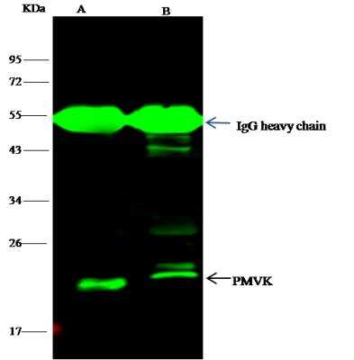 Immunoprecipitation: PMVK/phosphomevalonate kinase Antibody (014) [NBP2-90297]