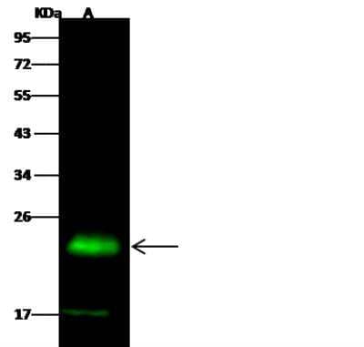 Western Blot: PMVK/phosphomevalonate kinase Antibody (014) [NBP2-90297]