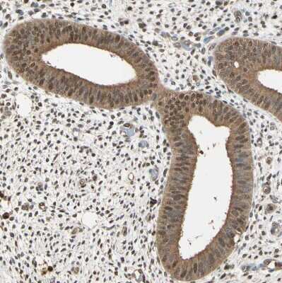 Immunohistochemistry-Paraffin: PNCK Antibody [NBP1-86652]