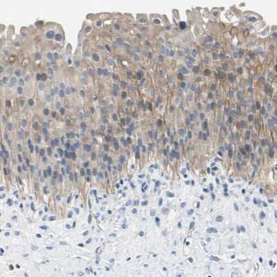 Immunohistochemistry-Paraffin: PNKD Antibody [NBP1-88347]