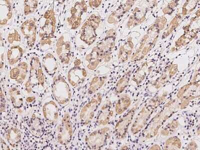 Immunohistochemistry-Paraffin: PNKD Antibody [NBP2-98628]