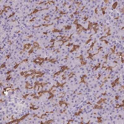 Immunohistochemistry-Paraffin: PNLDC1 Antibody [NBP2-13781]