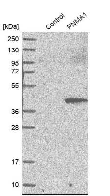 Western Blot: PNMA1 Antibody [NBP1-82807]