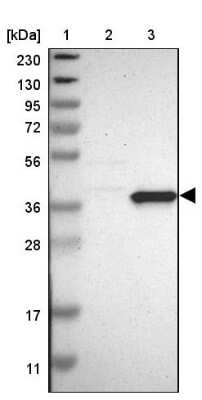 Western Blot: PNMA1 Antibody [NBP1-82808]