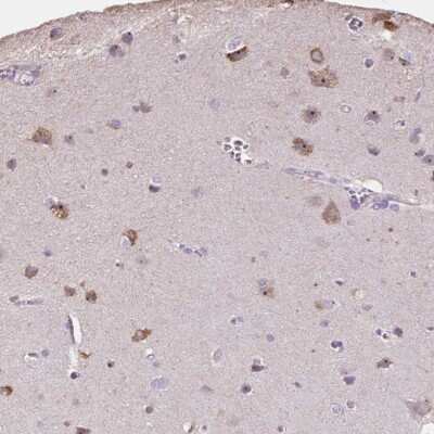 Immunohistochemistry-Paraffin: PNMA2 Antibody [NBP1-82806]