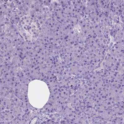 Immunohistochemistry-Paraffin: PNMA2 Antibody [NBP1-82806]