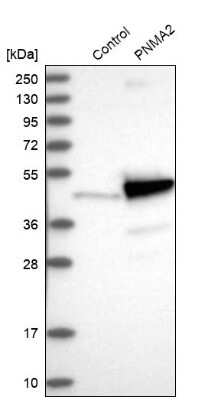 Western Blot: PNMA2 Antibody [NBP1-82806]