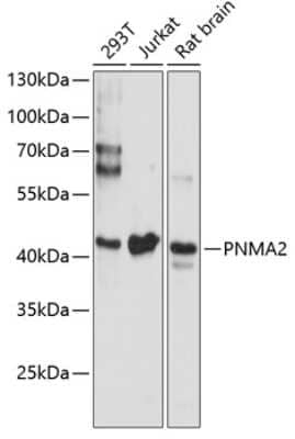 Western Blot: PNMA2 AntibodyAzide and BSA Free [NBP2-93328]