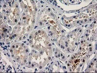 Immunohistochemistry: PNMA3 Antibody (OTI1C3) - Azide and BSA Free [NBP2-73485]