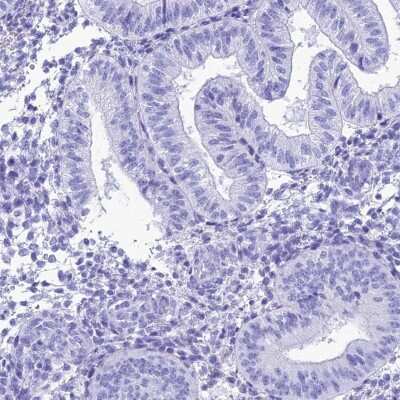 Immunohistochemistry-Paraffin: PNMA5 Antibody [NBP2-13783]