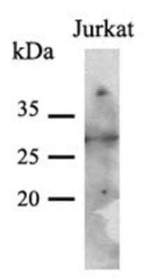 Western Blot: PNMT Antibody (1C11)BSA Free [NBP1-97942]