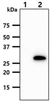 Western Blot: PNMT Antibody (1C11)BSA Free [NBP1-97942]