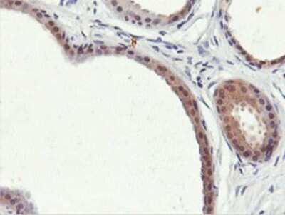 Immunohistochemistry-Paraffin: PNPO Antibody (OTI1H9) [NBP2-01088]