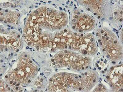 Immunohistochemistry-Paraffin: PNPO Antibody (OTI1H9) [NBP2-01088]