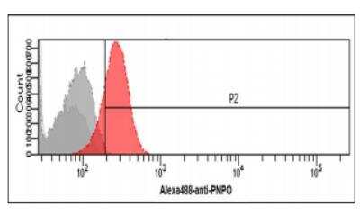 Flow Cytometry: PNPO Antibody (2C7) - BSA Free [NBP1-97941]