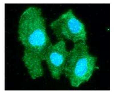 Immunocytochemistry/ Immunofluorescence: PNPO Antibody (2C7) - BSA Free [NBP1-97941]