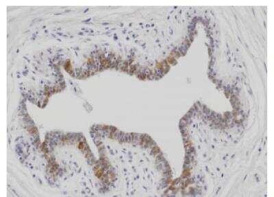 Immunohistochemistry-Paraffin: PNPO Antibody (2C7) - BSA Free [NBP1-97941]