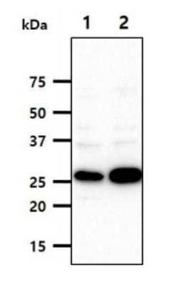 Western Blot: PNPO Antibody (2C7)BSA Free [NBP1-97941]