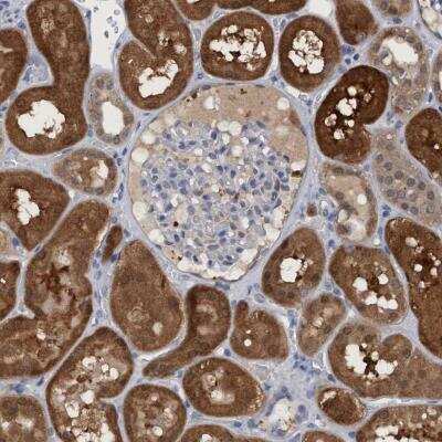 Immunohistochemistry-Paraffin: PNPO Antibody [NBP1-87303]