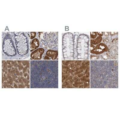 Immunohistochemistry-Paraffin: PNPO Antibody [NBP1-87303]