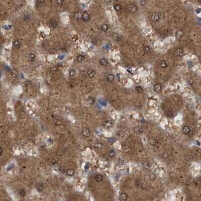 Immunohistochemistry-Paraffin: PNPO Antibody [NBP1-87303]