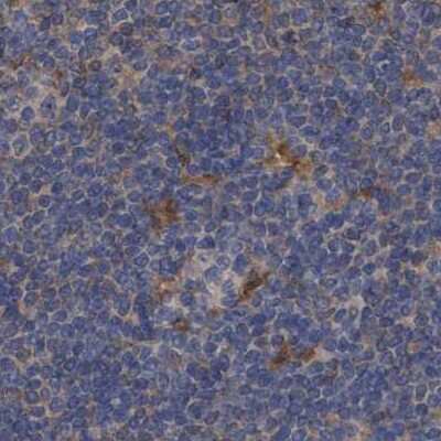 Immunohistochemistry-Paraffin: PNPO Antibody [NBP1-87303]