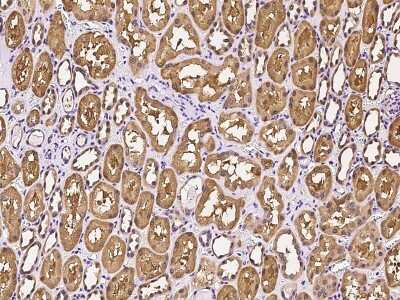 Immunohistochemistry-Paraffin: PNPO Antibody [NBP2-99599]