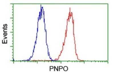 Flow Cytometry: PNPO Antibody (OTI1G9) - Azide and BSA Free [NBP2-73509]